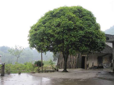 芋头树风水|门前种三树，家兴富三世！风水与植物的关系